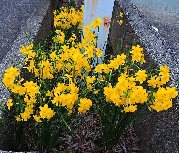 散歩道の花～細葉スイセン