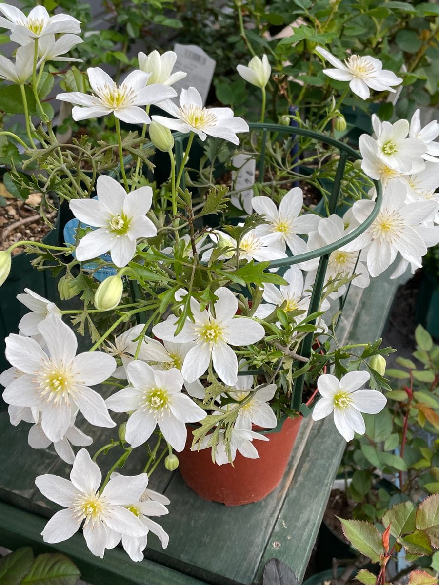 白いお花たち