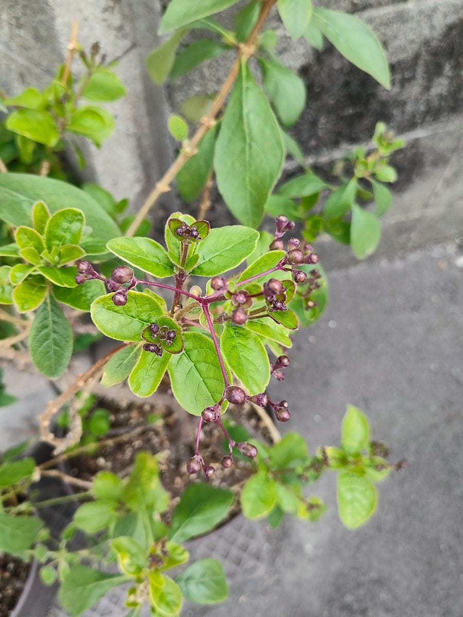 我が家の花🌱芽＆蕾編