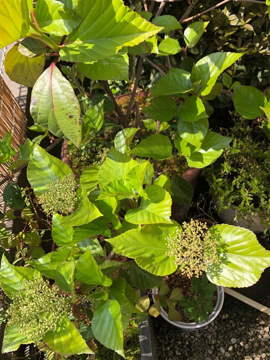 ベランダで山野草の花壇づくり　ハクサンボクと山シャクナゲ