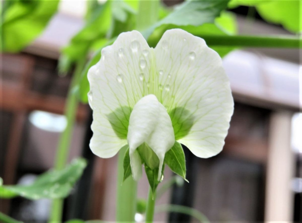 花が咲いた🥬野菜の仲間