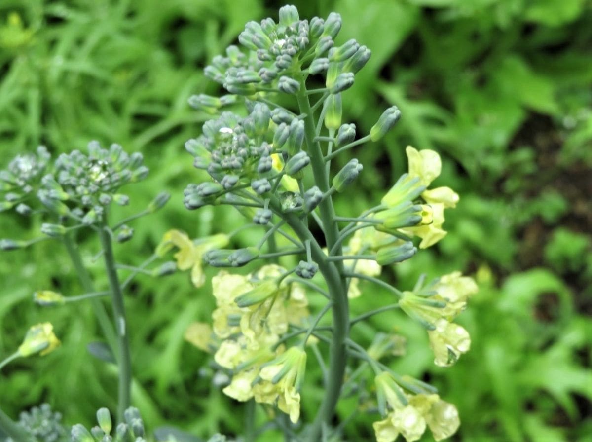 花が咲いた🥬野菜の仲間