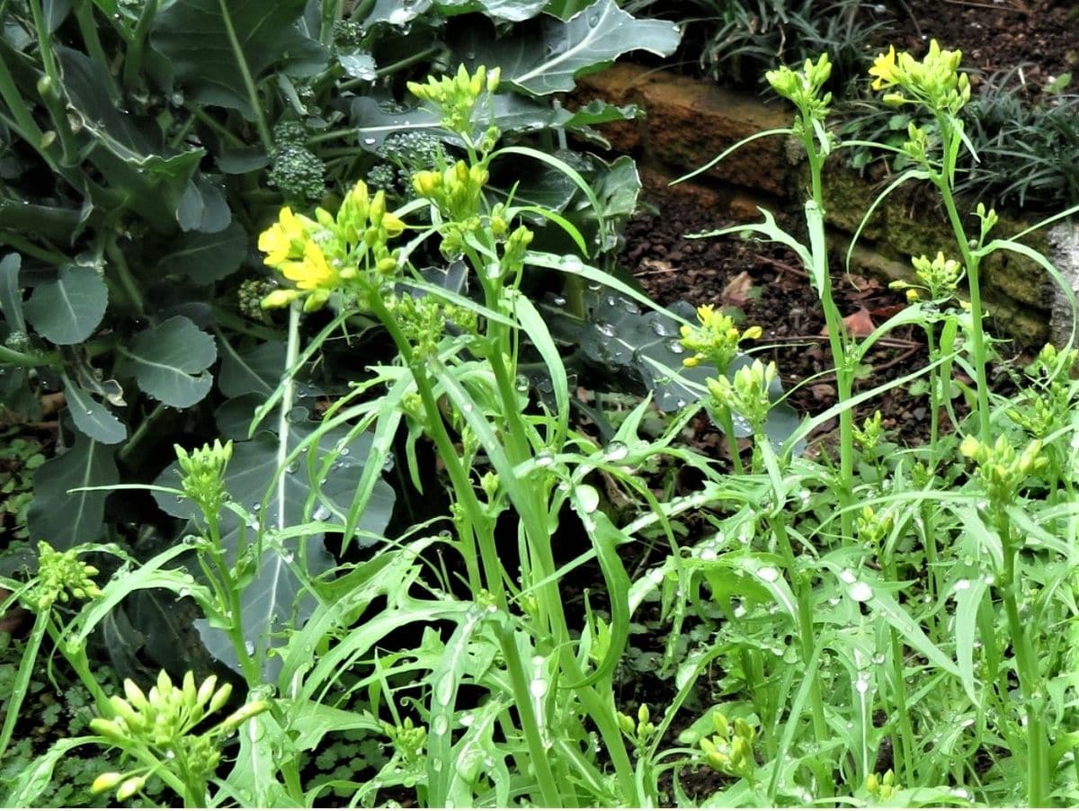 花が咲いた🥬野菜の仲間