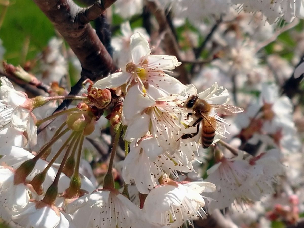 やった―侍ジャパン🎌🙌🙌🙌🌸🌸🎆🎆