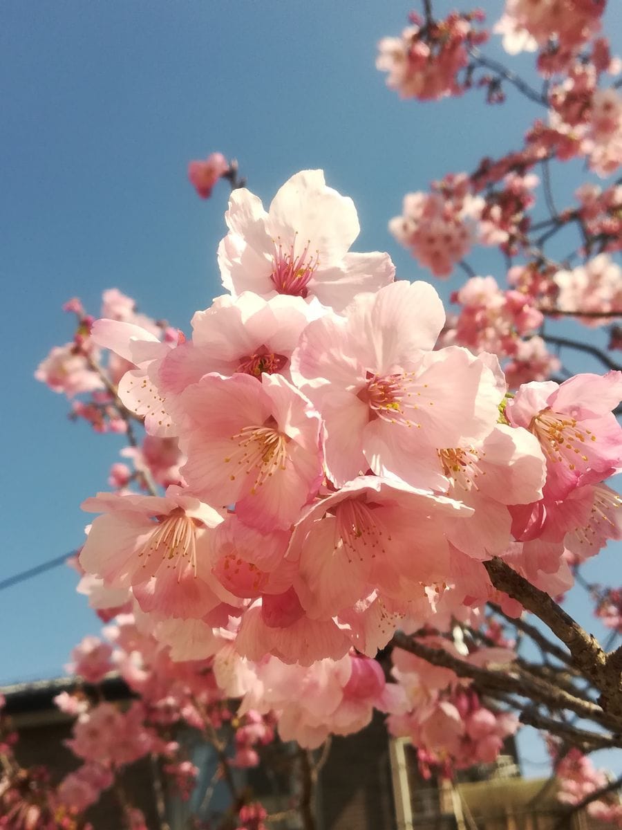 我が家のサクラ🌸陽光💕