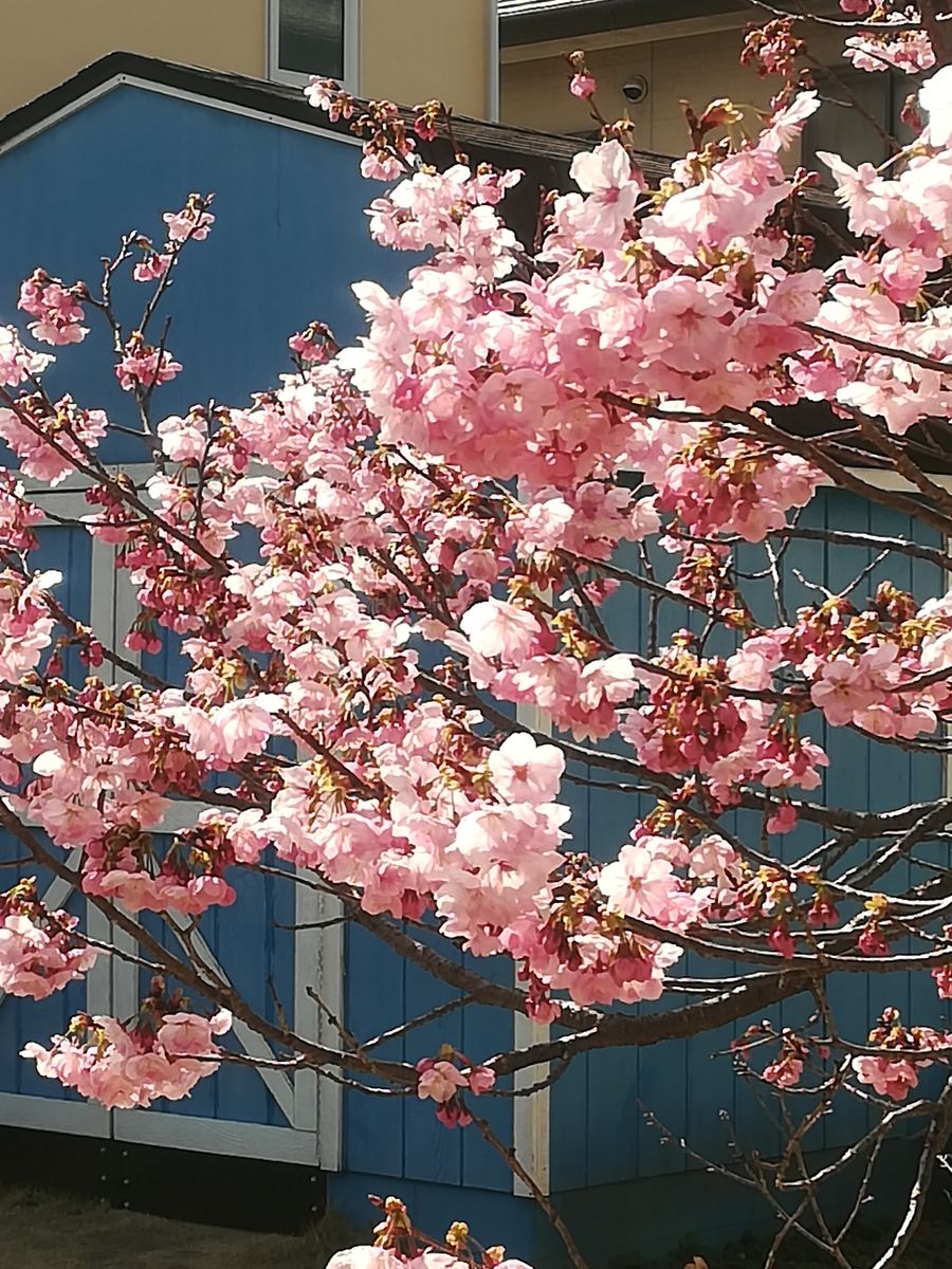 我が家のサクラ🌸陽光💕