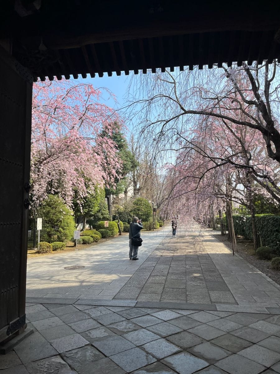 駒込の吉祥寺の桜