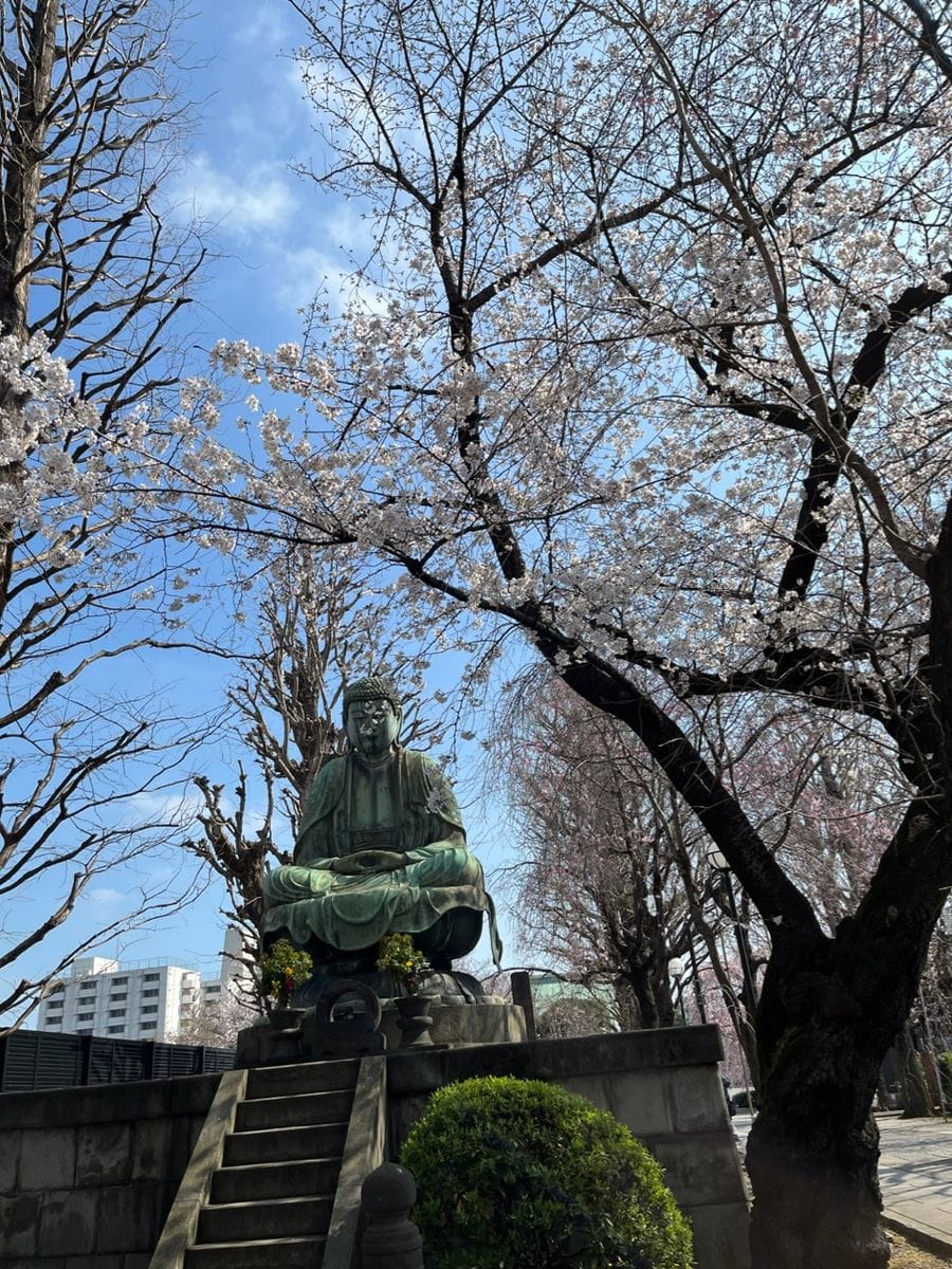 駒込の吉祥寺の桜