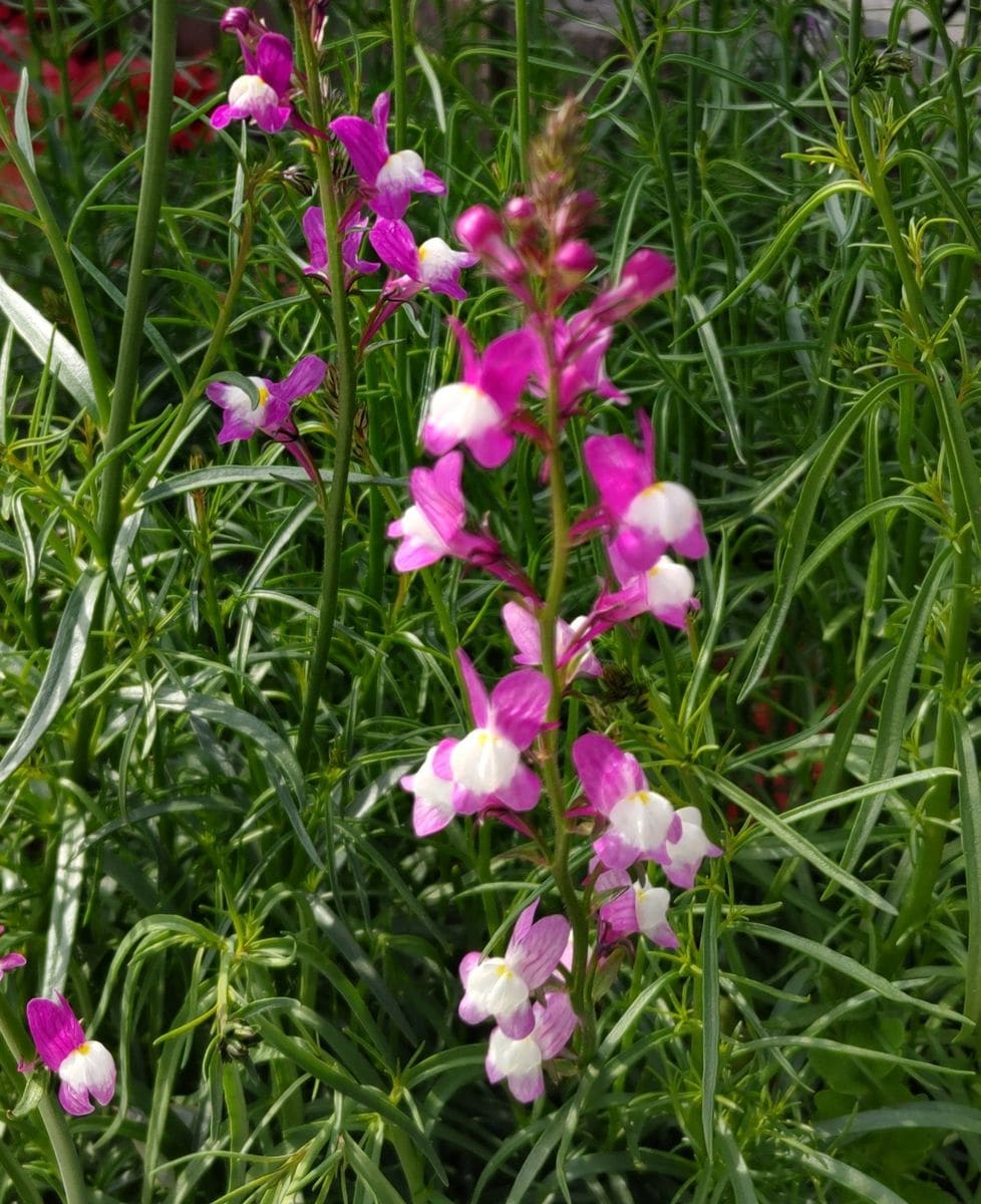 庭の春のお花達その3️⃣