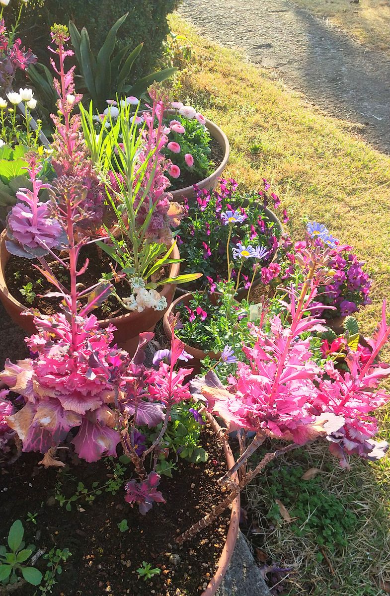 ズボラさんの日常…玄関前のお花たち😀😀&野球の話🥰🥰