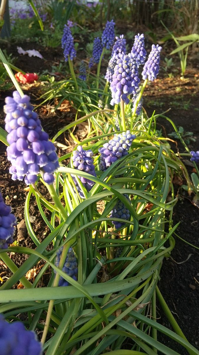 ズボラさんの日常…玄関前のお花たち😀😀&野球の話🥰🥰