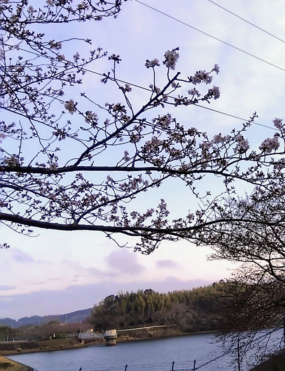 小雨。桜🌸。かりん。アーモンドと桃🍑。