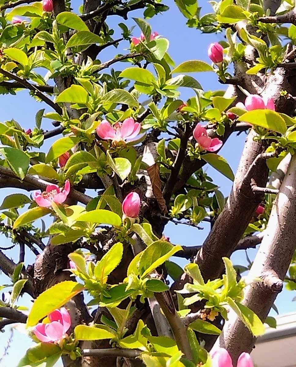 小雨。桜🌸。かりん。アーモンドと桃🍑。