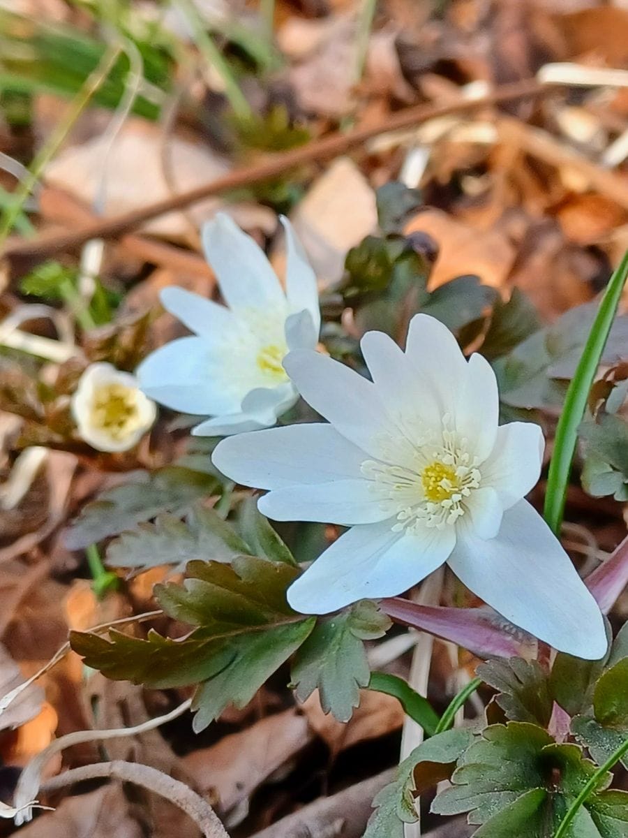 野の花　03/23