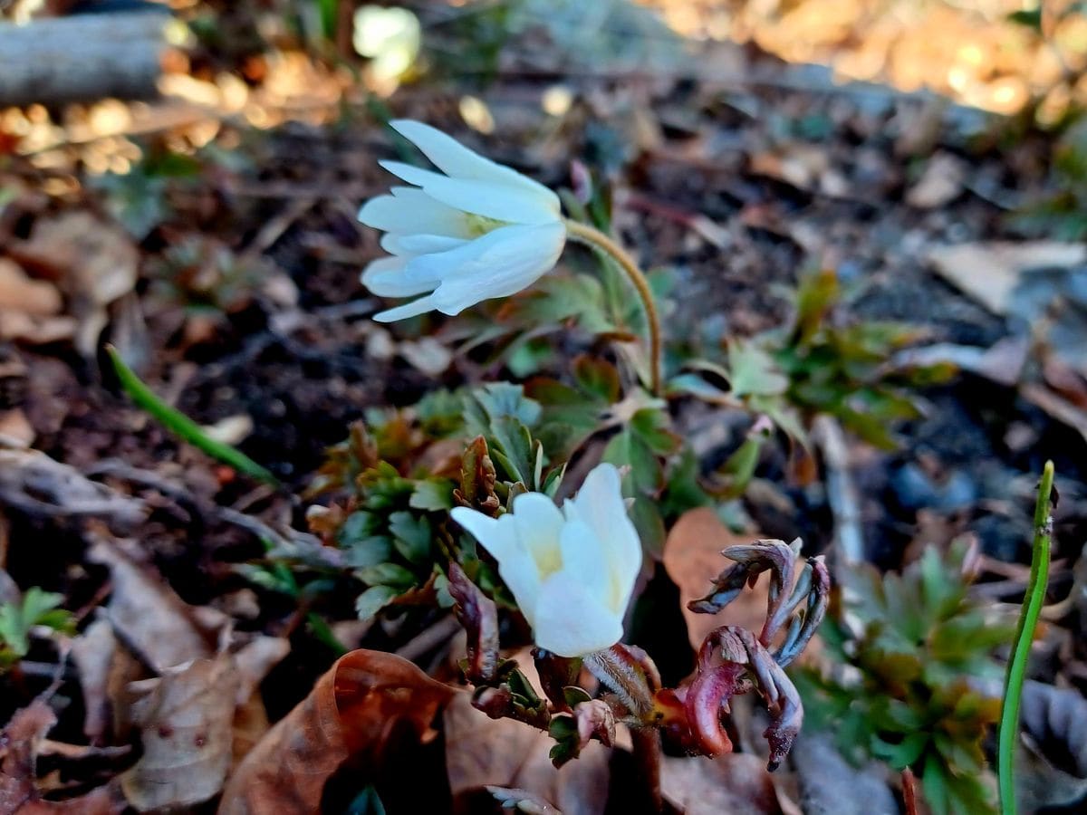 野の花　03/23