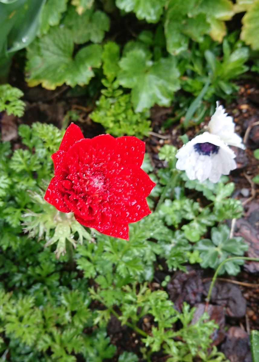 開花ラッシュ中の雨