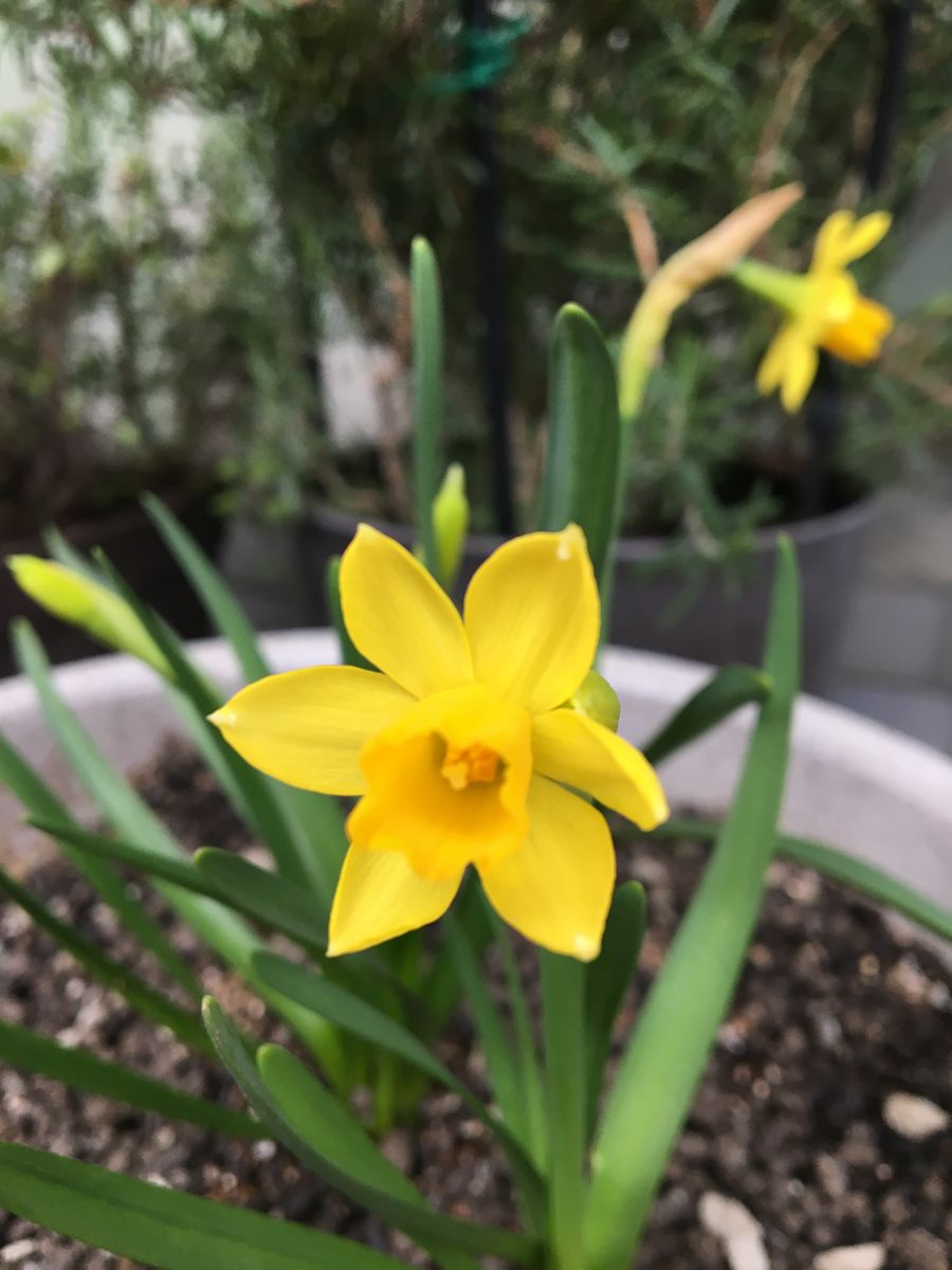 テタテート開花しました🎶＆楓達