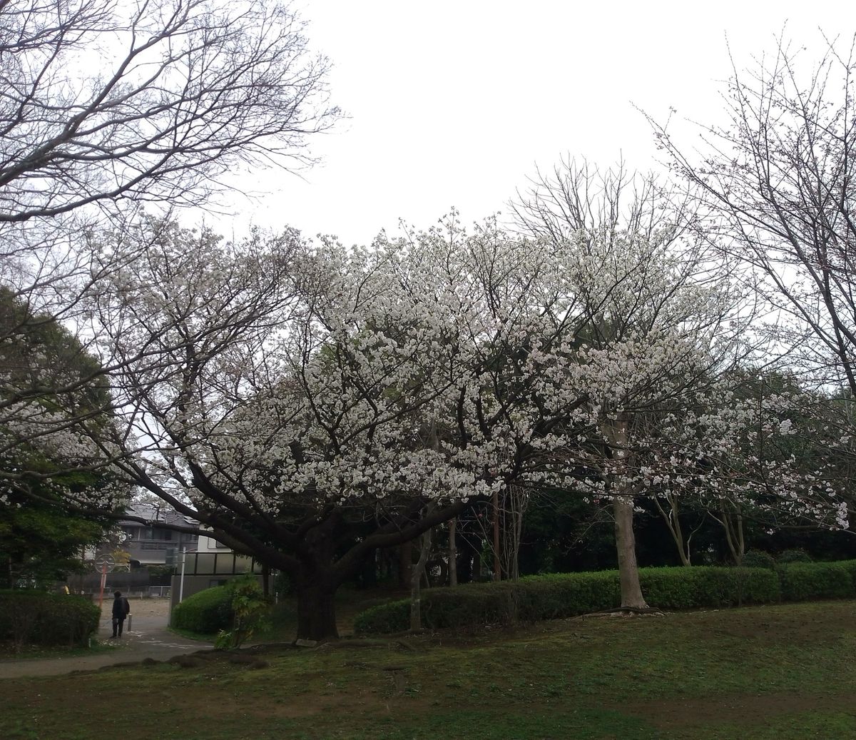 🚶🚶　さくら🌸🌸を撮ってきた