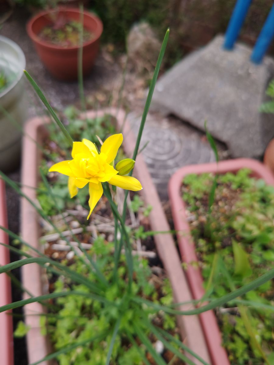 小さな花可憐隊❗