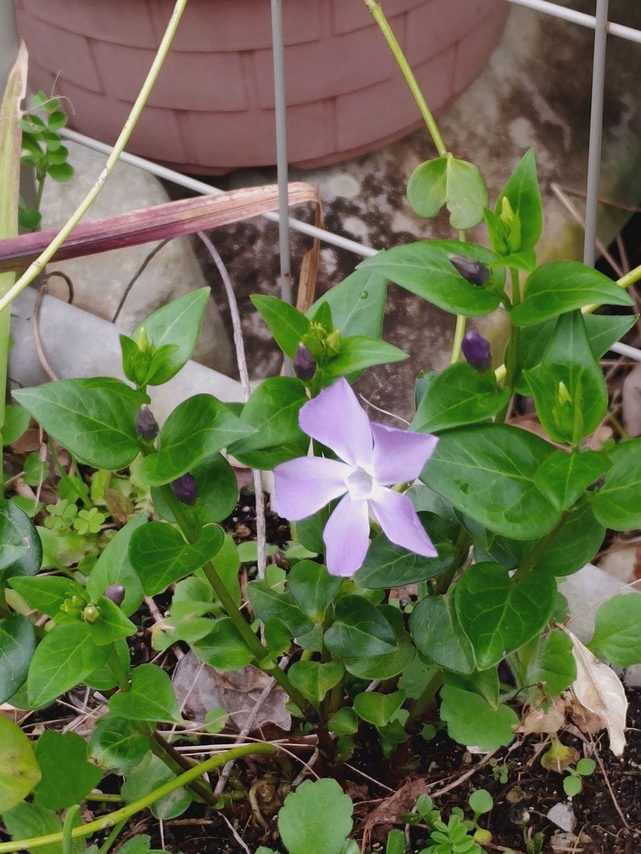 小さな花可憐隊❗