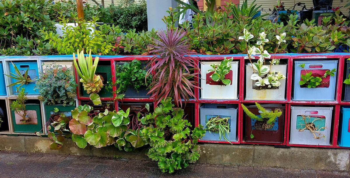 本日の作業　収納ボックコンテナ　植栽メンテ 苗購入