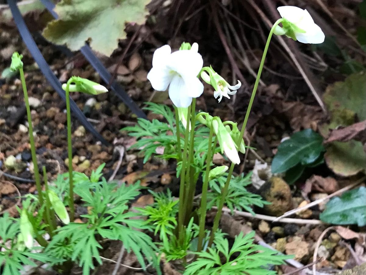 花散らし雨