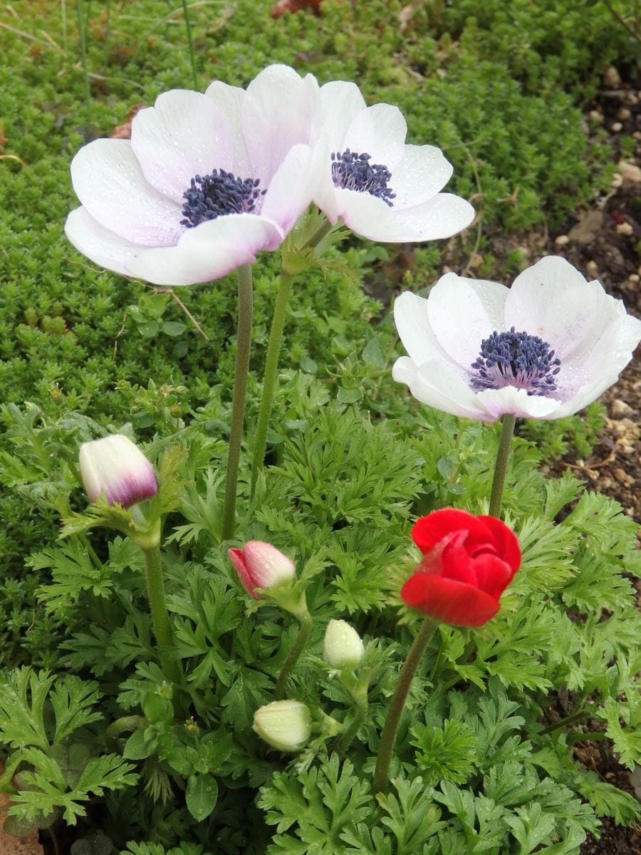 やっとお花見🌸(⌒‐⌒)🌸