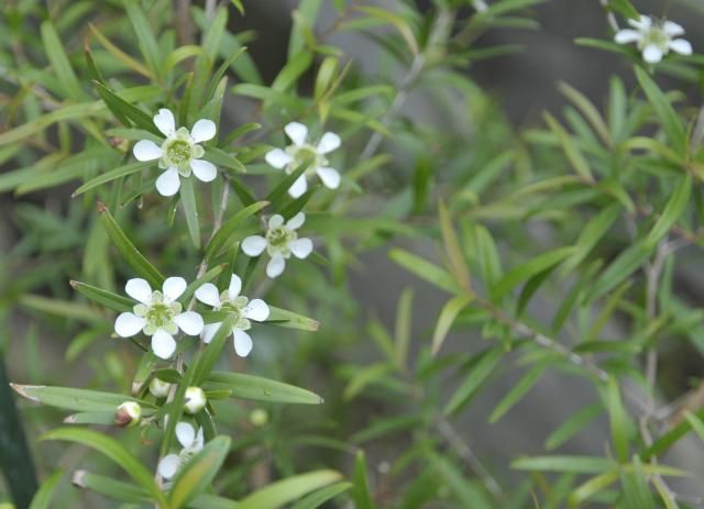 テｲツリーの花