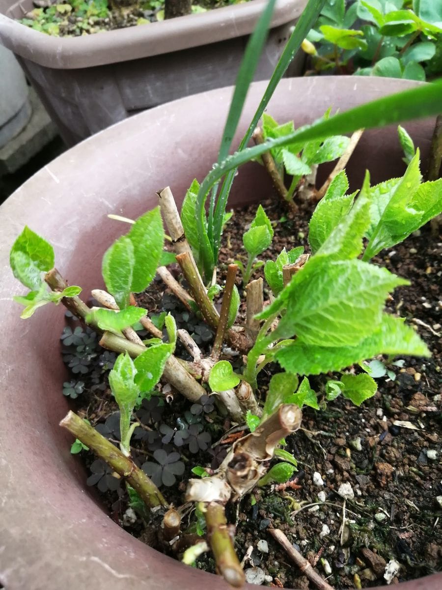 ☔雨で動き出す新芽🌱