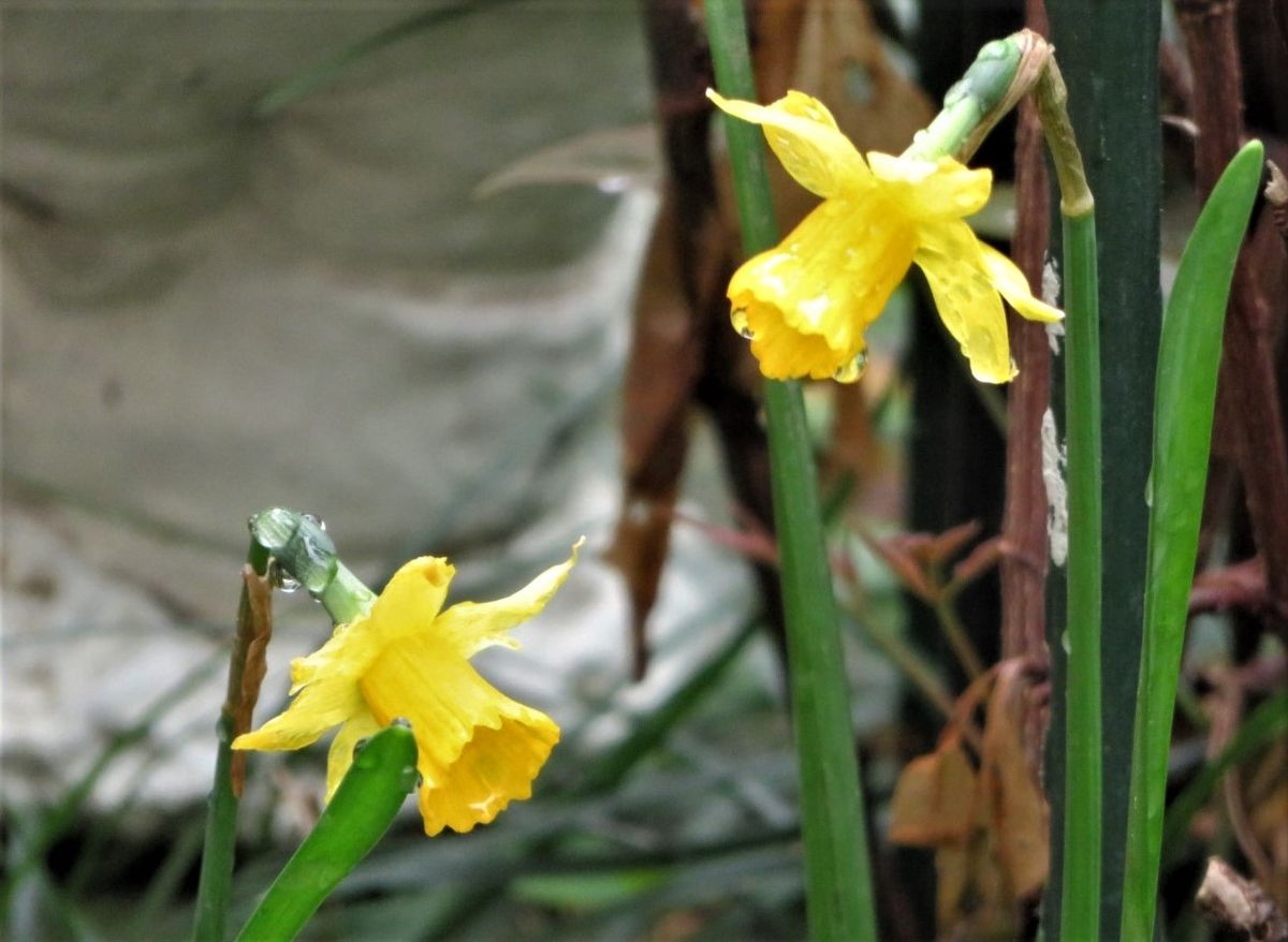 🌻今日の花たち🌻その35