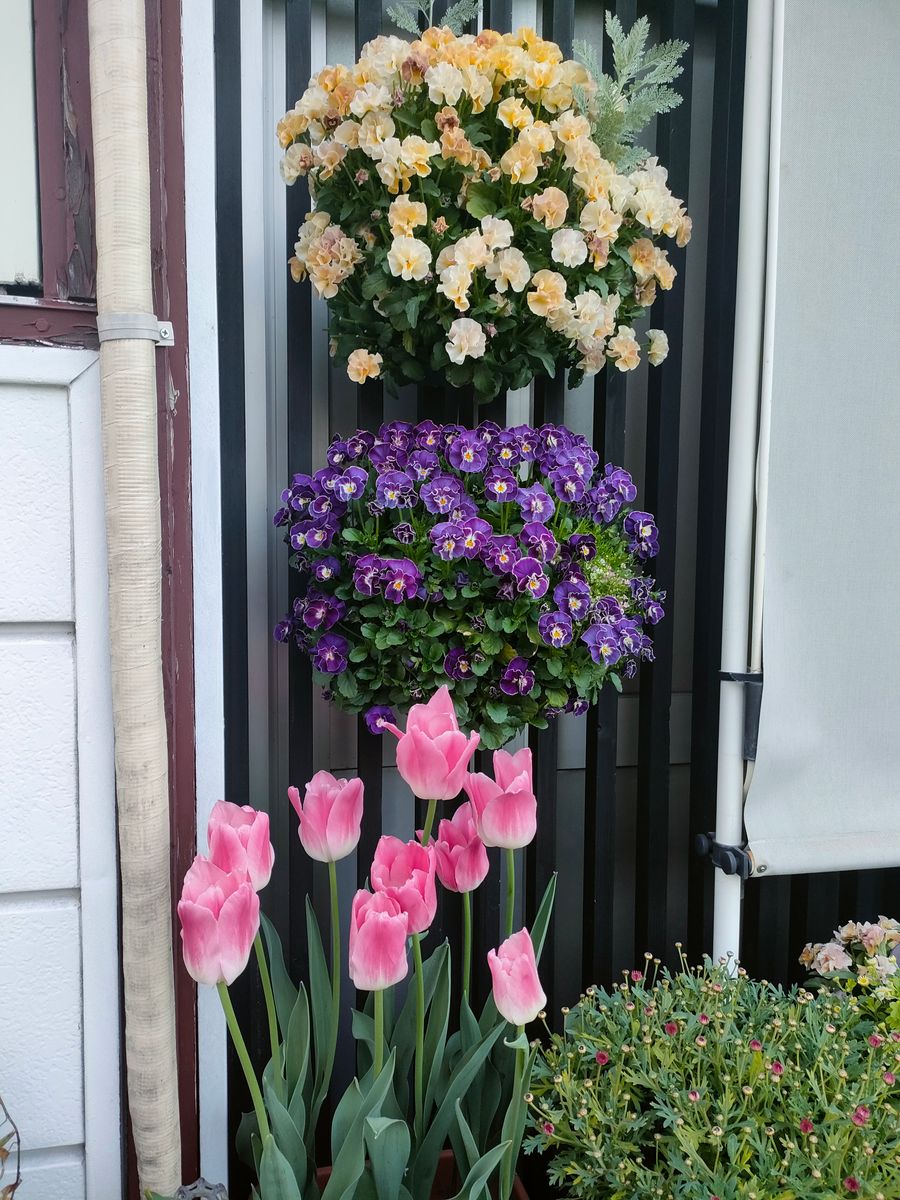 我が家の花🌷今日の様子