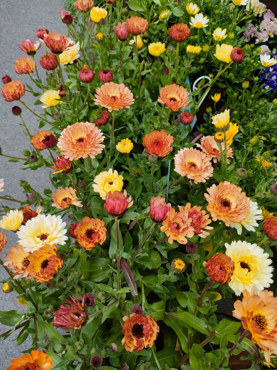 我が家の花🌷今日の様子