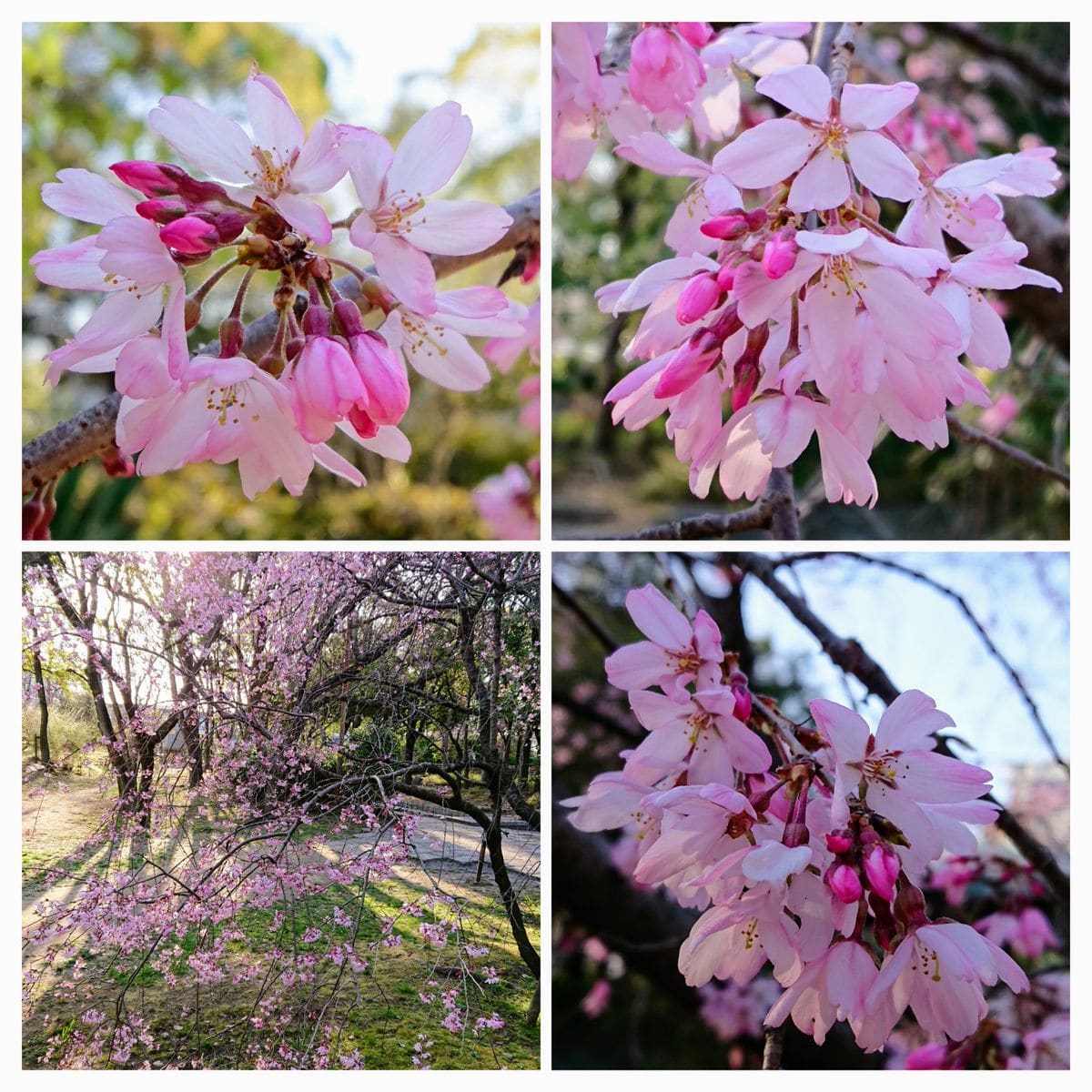 菜種梅雨☔がやってきました🌸