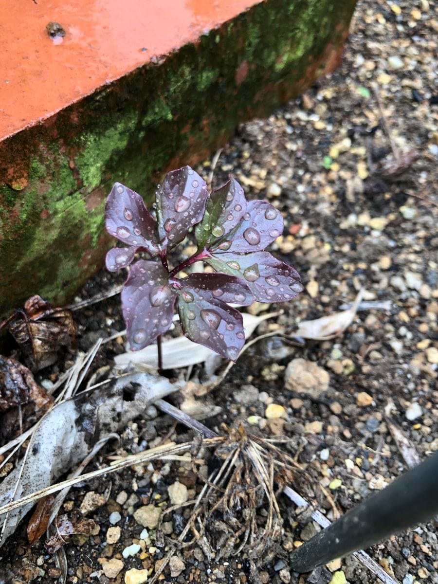 ど根性芍薬