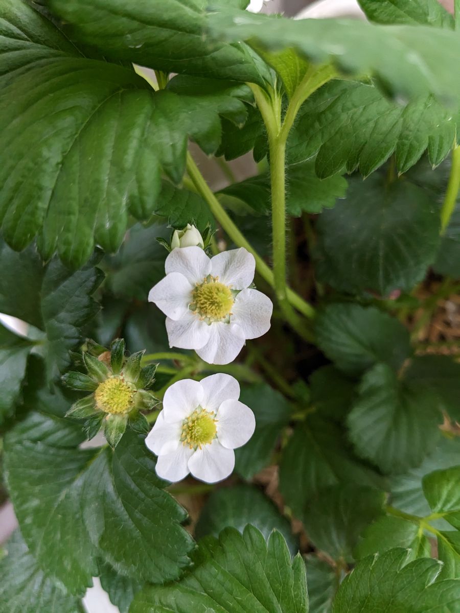 イチゴの花びらは何枚？