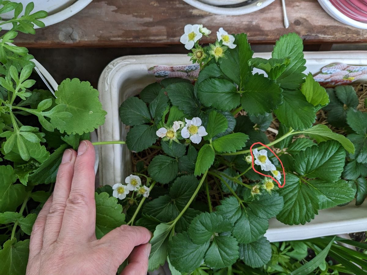 イチゴの花びらは何枚？