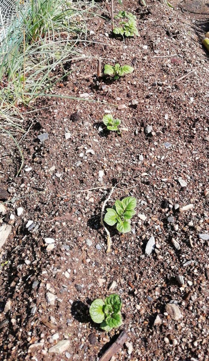 今日の畑　じゃがいも　きゅうり　の芽