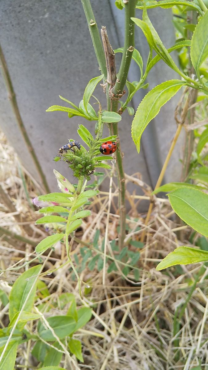 昆虫観察は面白い🎵 ＜虫画像あり＞