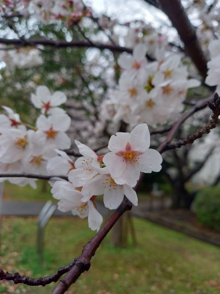 学び舎の桜