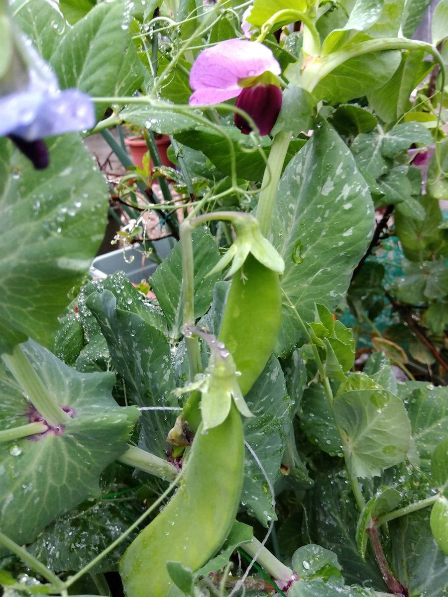 小雨。グミのお花。豆のお花。ライラックの若葉。