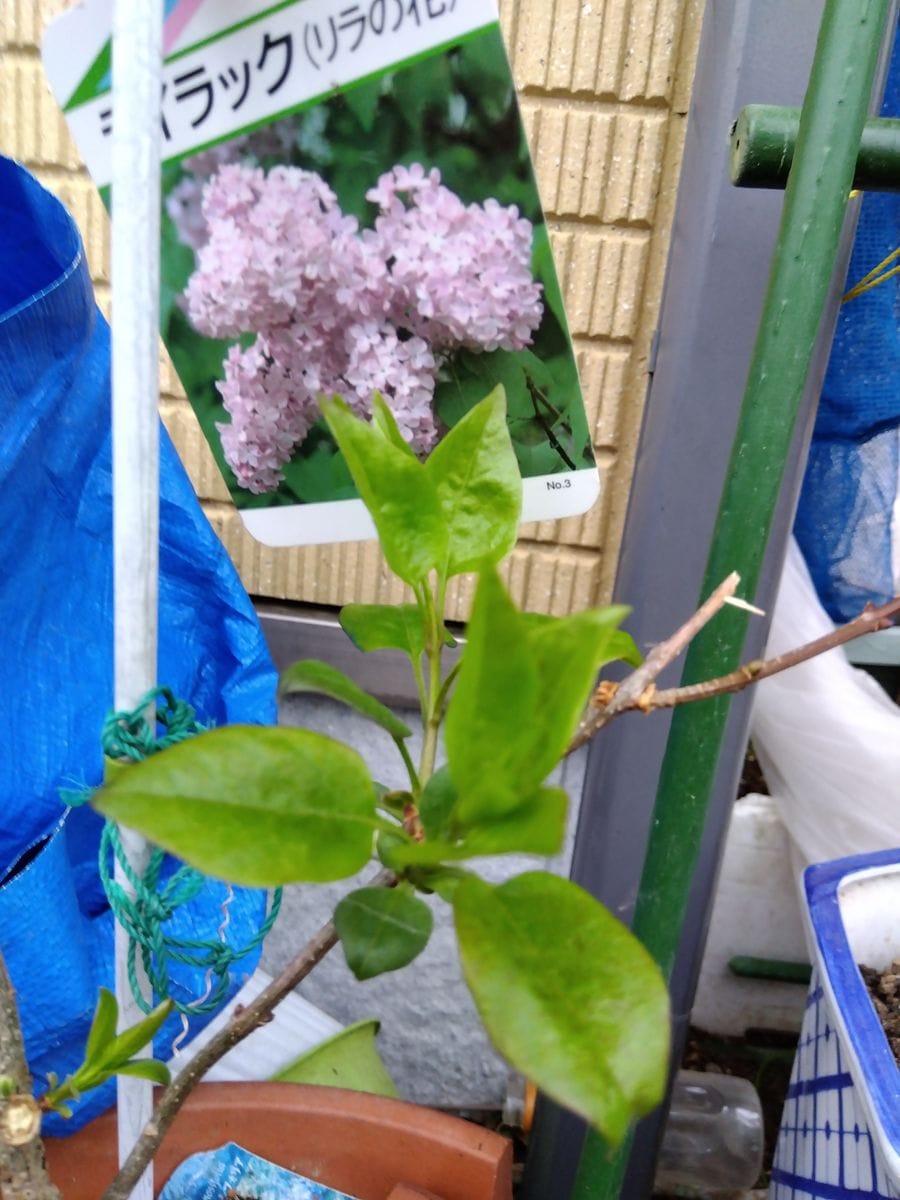 小雨。グミのお花。豆のお花。ライラックの若葉。