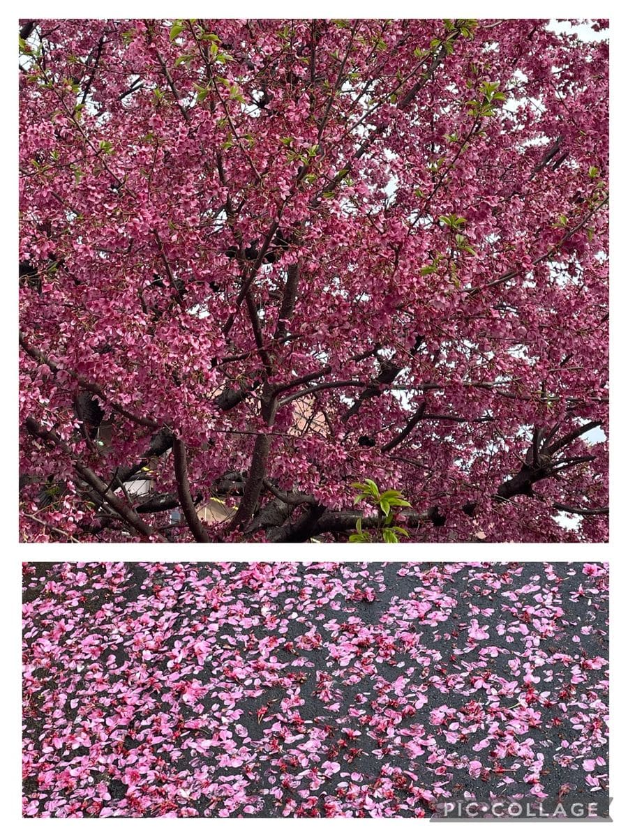 花散らしの雨🌸🌸