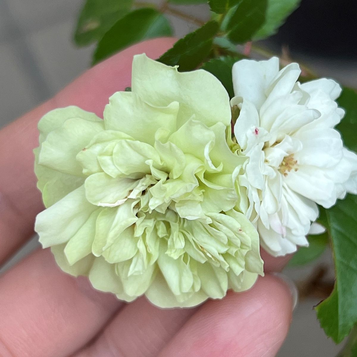 うちの薔薇その5　須磨、みさき、グリーンアイス