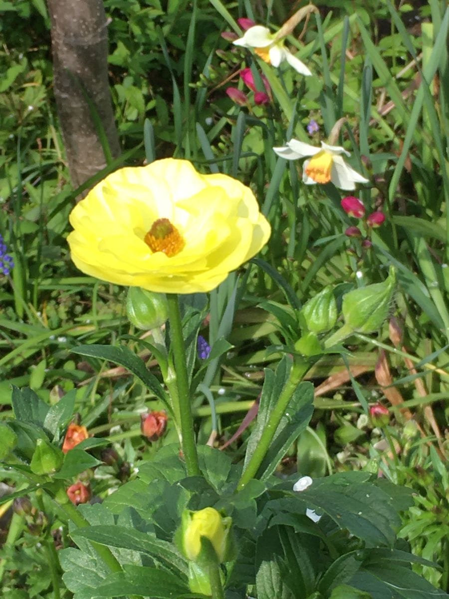 ラックス開花✨