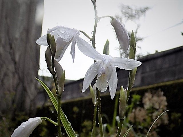 催花雨