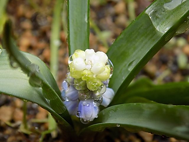 催花雨