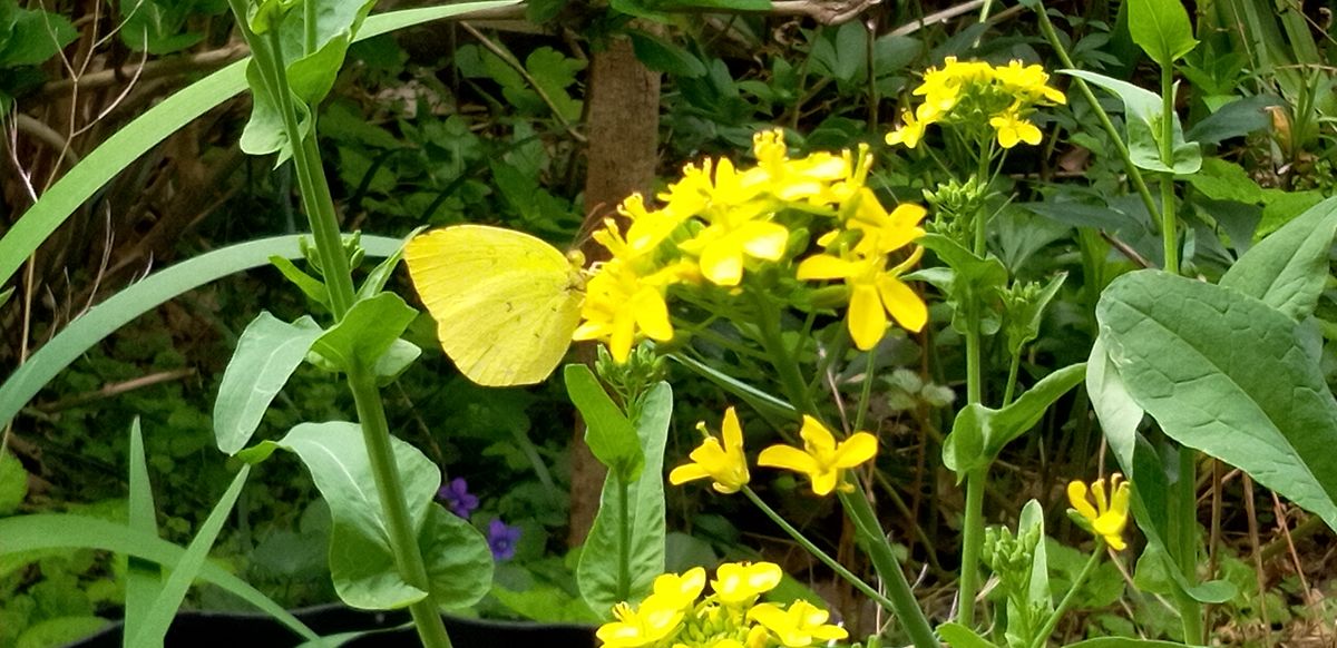 モンキチョウが来ました🦋