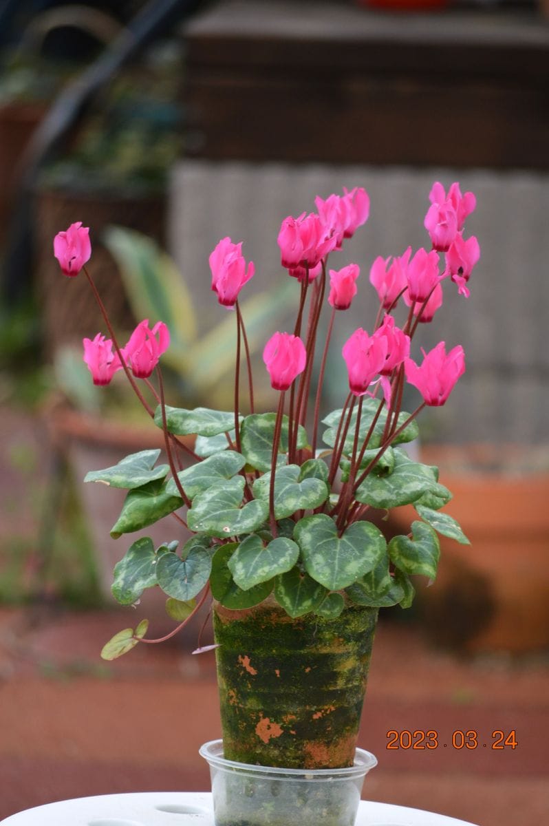 シクラメンの花