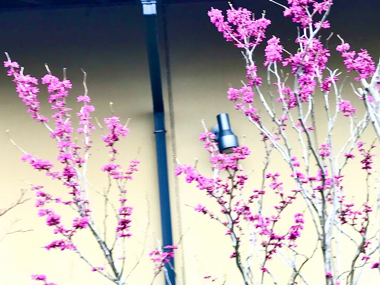 雨の日もモーリモリ！お花も雑草も