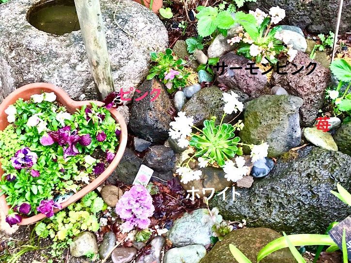 雨の日もモーリモリ！お花も雑草も